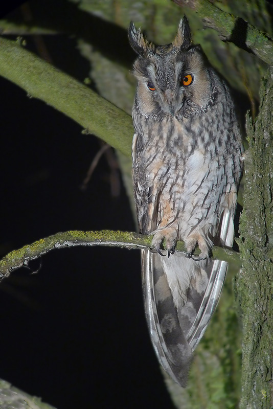Gufo comune - Asio otus - in Digiscoping